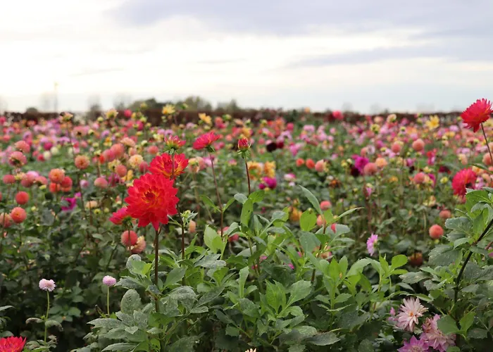 Сasa de vacaciones House Of Flowers, Gendringen, Achterhoek, Gelderland *