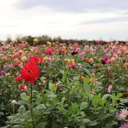 Vakantiehuis House Of Flowers, Gendringen, Achterhoek, Gelderland *